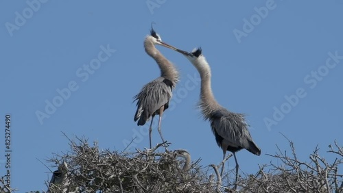 Federally protected colonial nesting great blue heron birds display courtship feeding behavior on nest with newly hatched chicks atop a windswept oak tree. photo
