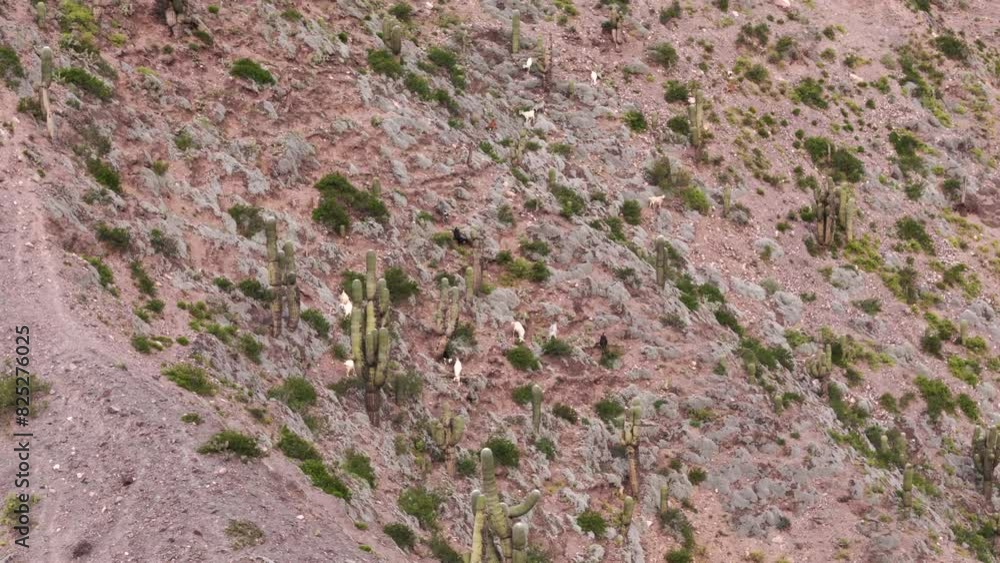 Herd of goats grazing, used for food and subsistence of mountain residents in Jujuy, Argentina. 4k aerial view. Herd of goats grazing, used for food and subsistence of mountain residents in Jujuy, Argentina. 4k aerial view.