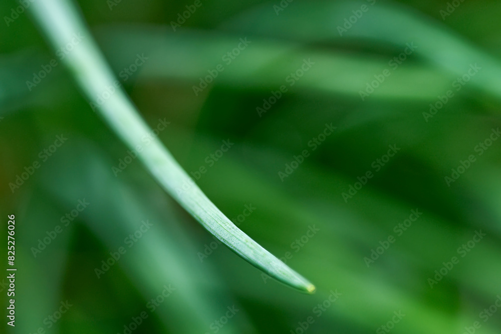 Chive leaves on a lush green background. Macro closeup Chive leaves on a lush green background. Macro closeup