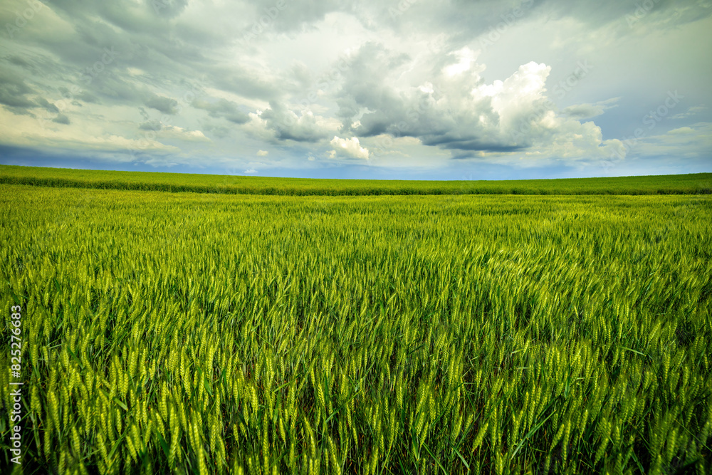 Expansive green wheat field stretching under a dramatic cloudy sky, epitomizing serene agriculture Expansive green wheat field stretching under a dramatic cloudy sky, epitomizing serene agriculture