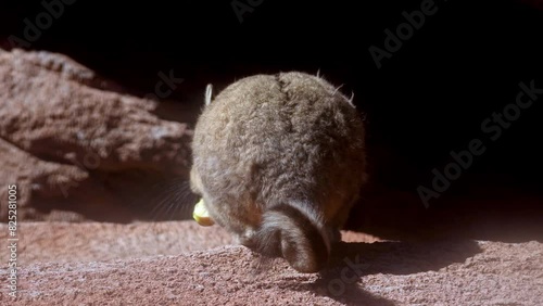 Mountain Viscacha gnaws and chews hopping away back to den photo