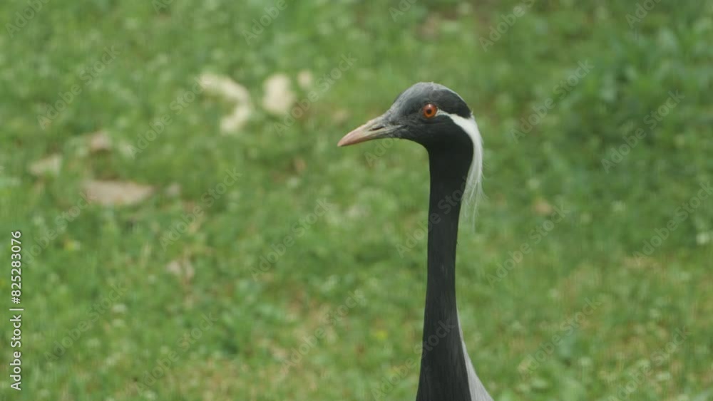 Graceful Demoiselle Crane Bird In A Green Grass. Close-up Shot Graceful Demoiselle Crane Bird In A Green Grass. Close-up Shot