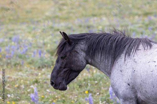 Wild Horse in the Pryor Mountains Montana in Summer photo