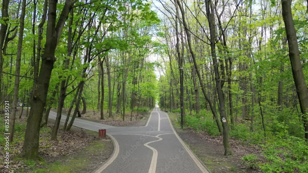 Walking  forest track during a beautiful summer day with lush greenery, grass, leaves and trees.