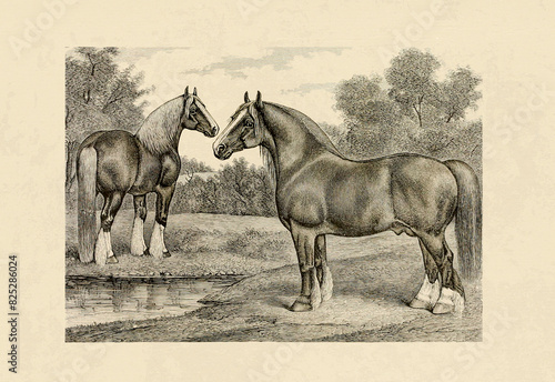 Horse illustration