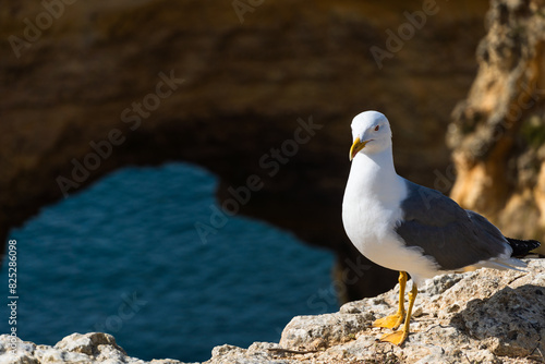 Seagull on the Algarve coast. Praia da Marinha beach. Yellow-legged gull (Larus michahellis).