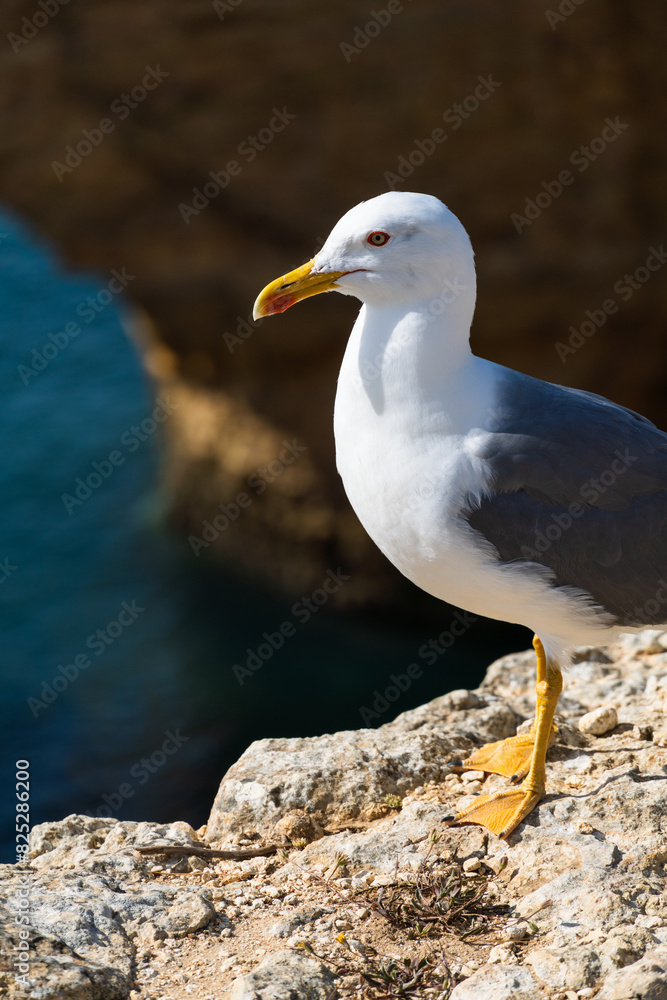 Seagull on the Algarve coast. Praia da Marinha beach. Yellow-legged gull (Larus michahellis). Seagull on the Algarve coast. Praia da Marinha beach. Yellow-legged gull (Larus michahellis).