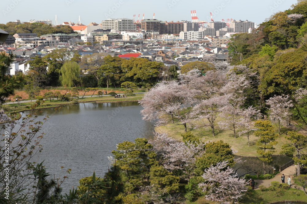 Fototapeta premium 横浜三渓園