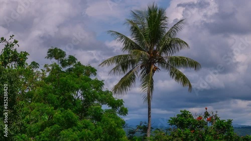 Palm Coconut Tree Timelapse time lapse clouds sunshine sunny daytime Wewak East Sepik River Province capital district Papua New Guinea Tropics islands Madang Northern Coast Boutique Hotel Green photo