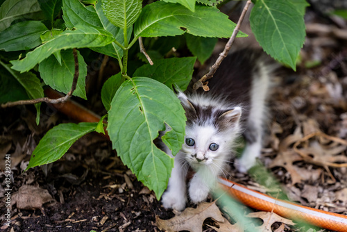 kitten hiding behind leaf