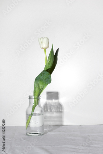 Spring white colored tulip with shadow in the bottle, concept of loneliness, death, mourning and loss