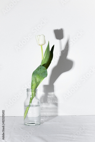 Studio shot of spring white colored tulip with shadow in the bottle isolated on white background