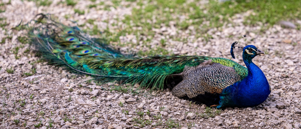 Obraz premium peacock with feathers