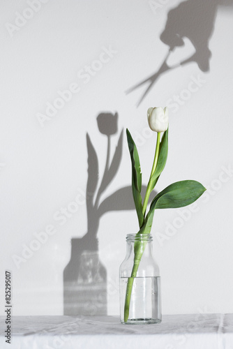 Spring white colored tulip with scissors on shadow in the bottle isolated on white background