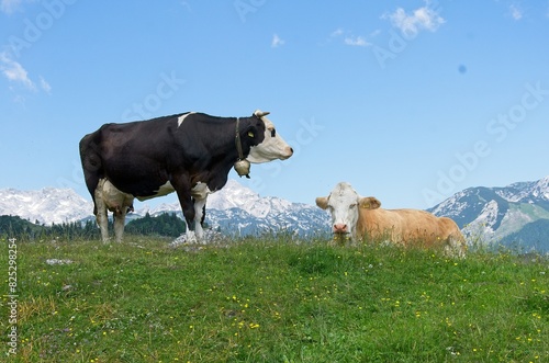 Cows in the meadowon the Velika Planina plateau in Slovenia, One of them is lying down, the other one is standing