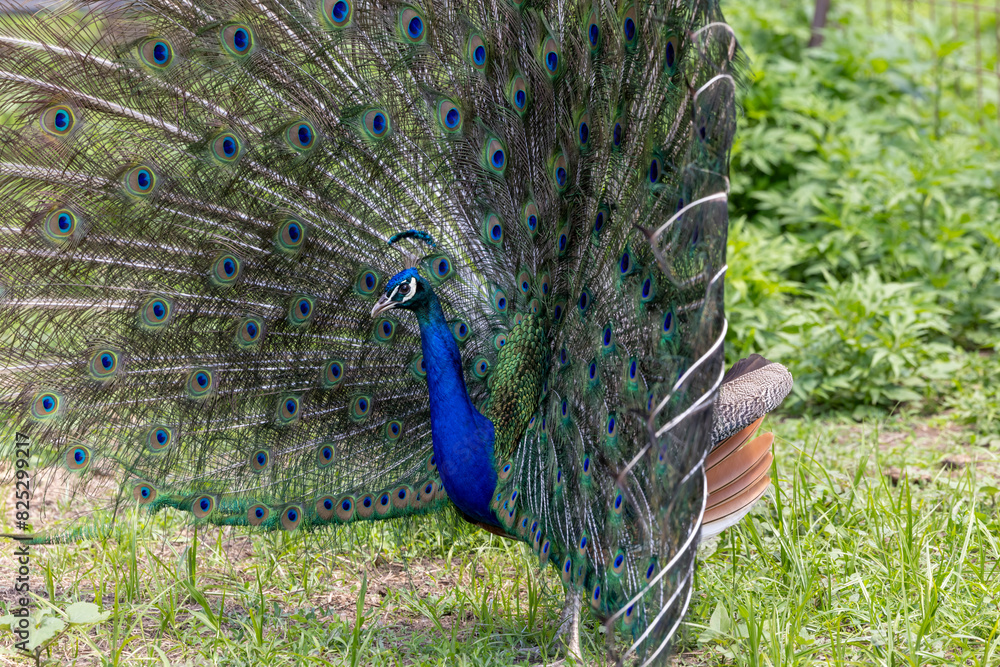 Obraz premium peacock with feathers out