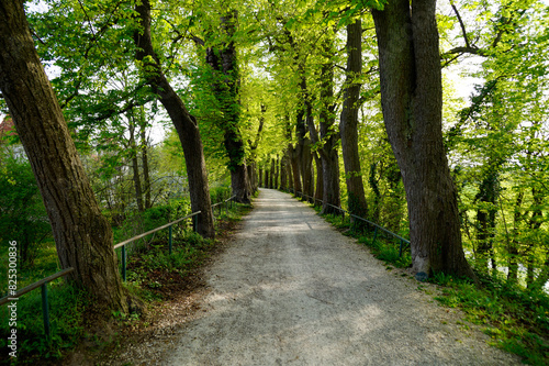 a lush green alley with majestic old trees on a warm spring day in April in Noerdlingen, Bavaria, Germany