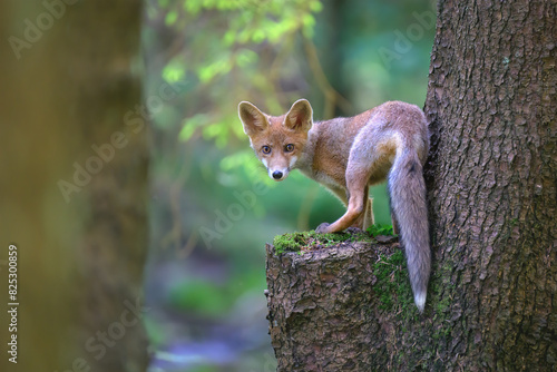A fox stands on a tree stump and looks around.