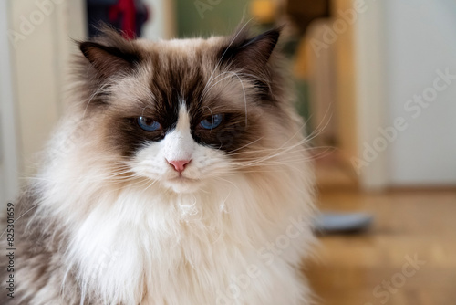 Close-up face of young adult fluffy white purebred Ragdoll cat with blue eyes, sitting on the floor staring at somewhere.