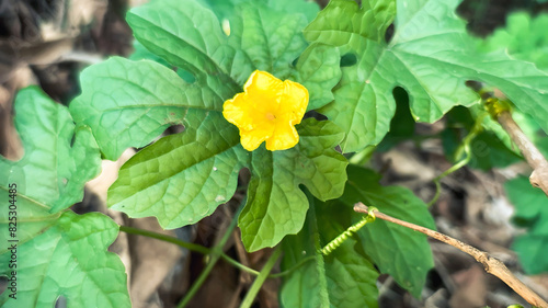 yellow flower in the garden