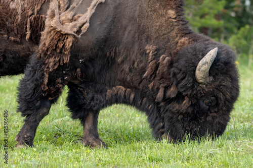 Bison In Yellowstone National Park photo