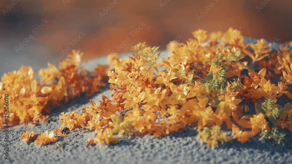 Colorful seaweed exposed by the low tide. Slow-motion close-up shot. Colorful seaweed exposed by the low tide. Slow-motion close-up shot.