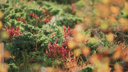 Brightly-colored plants in autumn forest undergrowth. Parallax video, bokeh background. photo