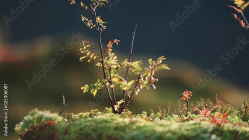 A rowan seedling in the colorful forest undergrowth. Parallax shot, bokeh background. photo