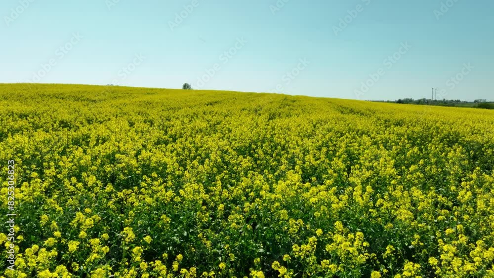 Aerial view of a bright yellow rapeseed field in full bloom under a clear blue sky. The vibrant yellow flowers stretch across the rolling landscape, creating a striking and colorful scene Aerial view of a bright yellow rapeseed field in full bloom under a clear blue sky. The vibrant yellow flowers stretch across the rolling landscape, creating a striking and colorful scene