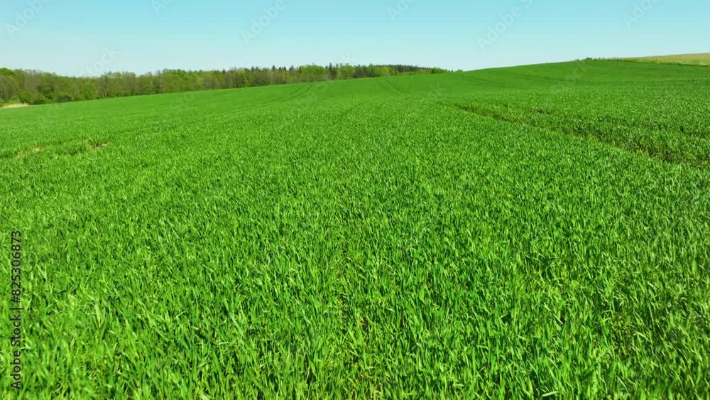 Aerial view of a lush, green field of crops with clear blue sky and distant forest. Vibrant green vegetation covers the expansive landscape, creating a serene and fertile agricultural scene Aerial view of a lush, green field of crops with clear blue sky and distant forest. Vibrant green vegetation covers the expansive landscape, creating a serene and fertile agricultural scene