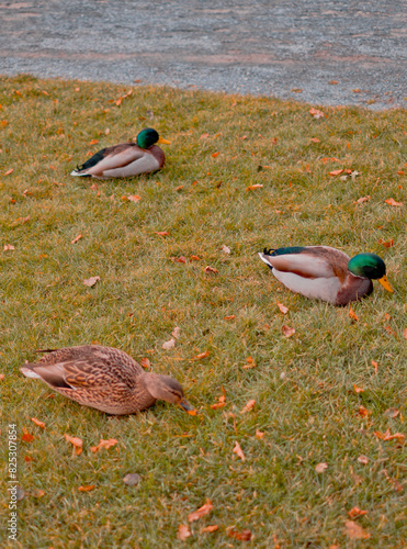 Mallard Ducks Sitting on Grass