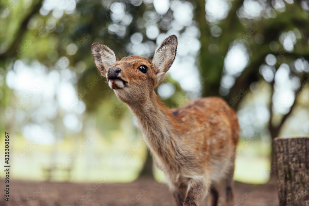 Curious Fawn in a Forest Clearing Curious Fawn in a Forest Clearing