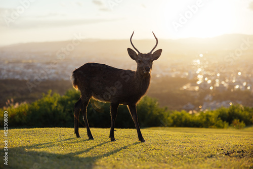 Deer Overlooking Cityscape from Hill photo