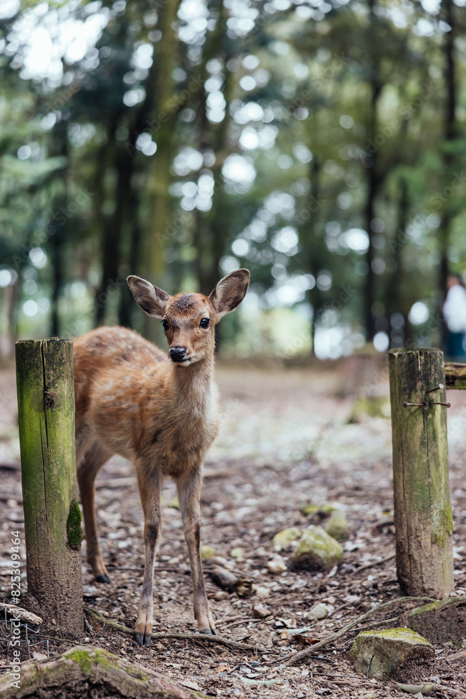 Young Deer by Wooden Fence in Forest Young Deer by Wooden Fence in Forest