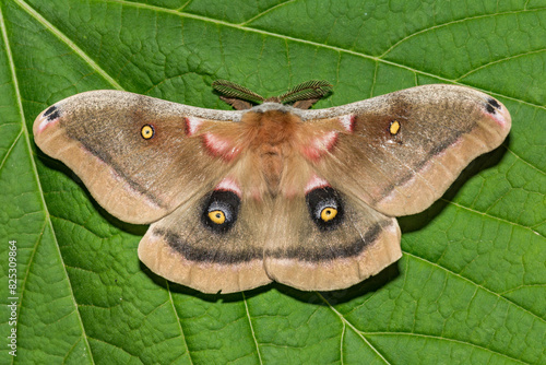 Polyphemus Moth - Antheraea polyphemus