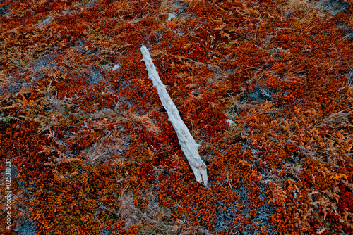 White Drift Wood On Red Tundra