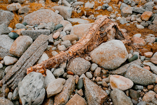 Rotten Carcass on Rocky Beach