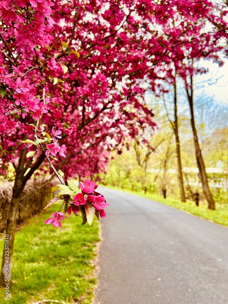 Naklejka premium cherry blossom in spring
