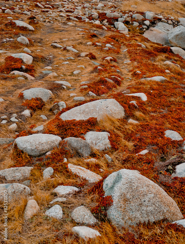Rocks and Boulders Among Red and Yellow Grasses