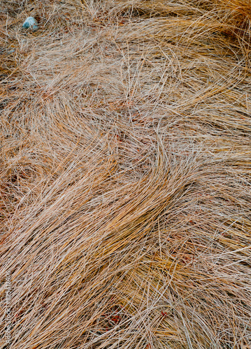 Dead Long Grass in Winter