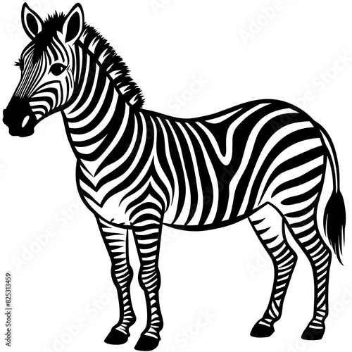 zebra-white-background
