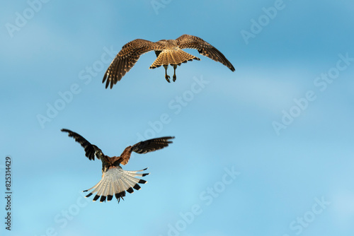 Faucon crécerelle,.Falco tinnunculus, Common Kestrel © JAG IMAGES