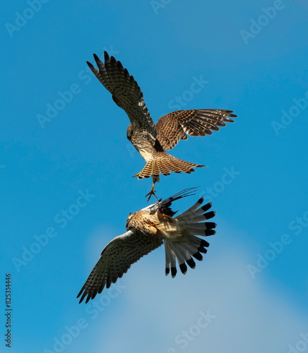 Faucon crécerelle,.Falco tinnunculus, Common Kestrel photo