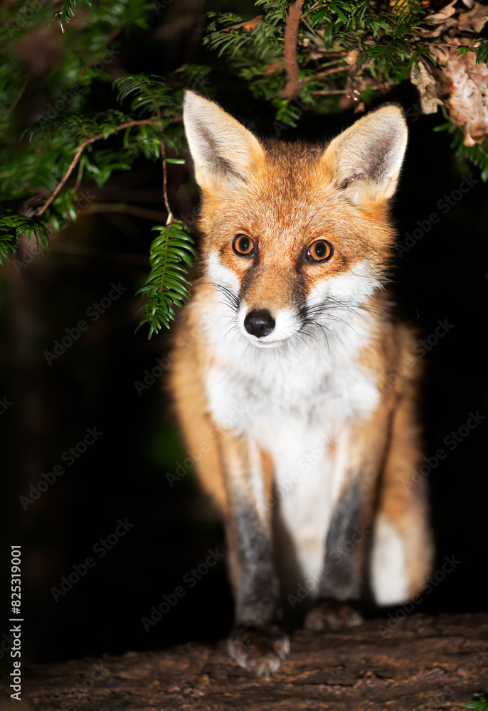 Portrait of a young red fox standing on a tree in a forest at night Portrait of a young red fox standing on a tree in a forest at night