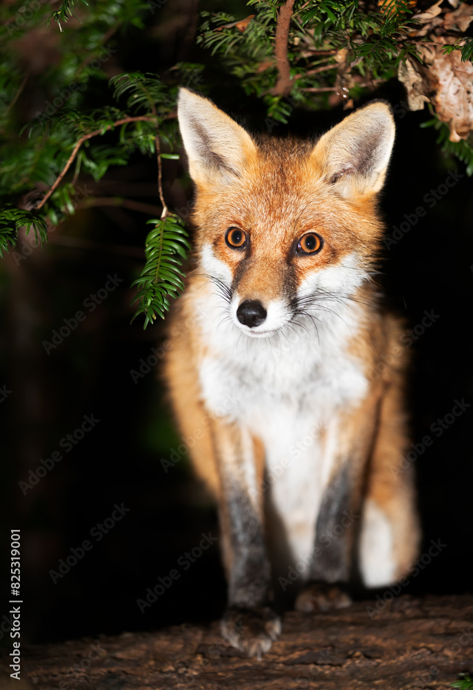 Portrait of a young red fox standing on a tree in a forest at night