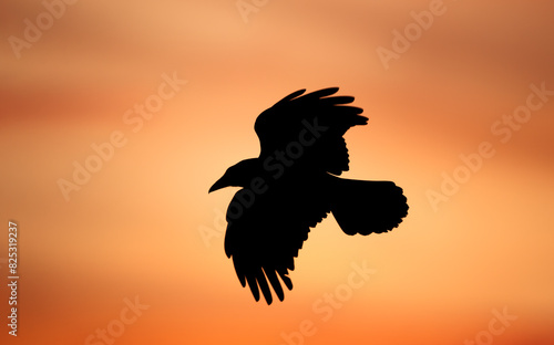 Silhouette of carrion crow in flight at sunset