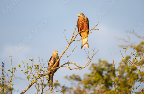 Close-up of a two red kites perched in a tree