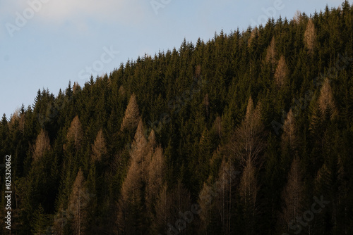 Hill with green trees and grey dead trees.
 photo