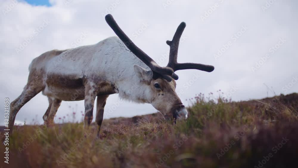 Reindeer grazing and chewing vegetation on a mountain in Scotland