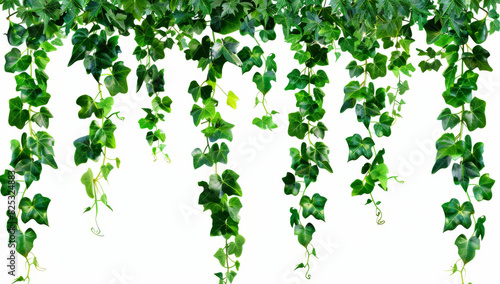 A set of green vines hanging down isolated on a white background, in the style of png.